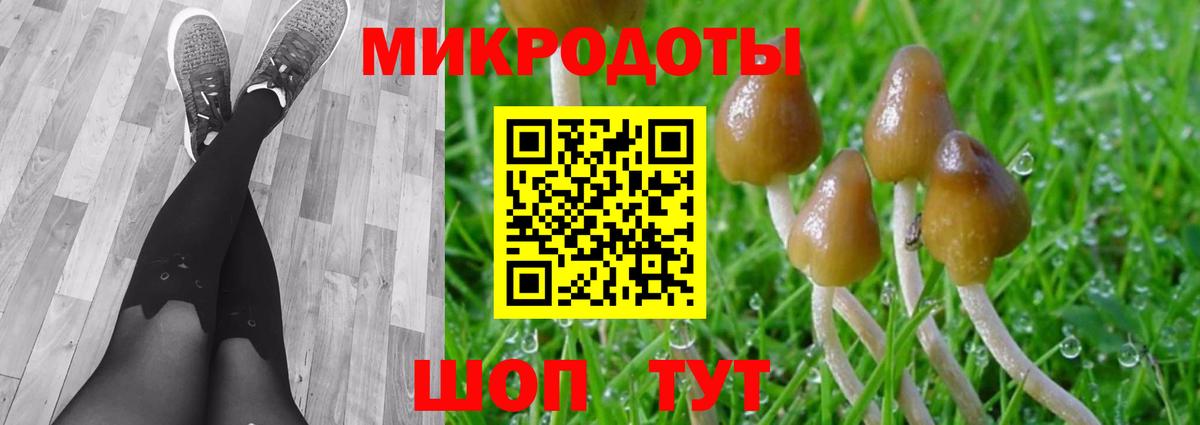 Псилоцибиновые грибы Psilocybine cubensis Кашира